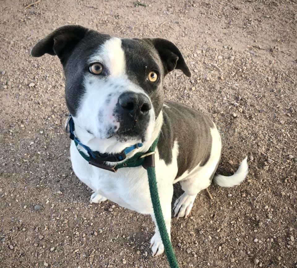 Adopt a friend: Smokey